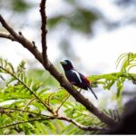 A small colorful bird perched on a branch among bright green fern leaves in a tropical setting